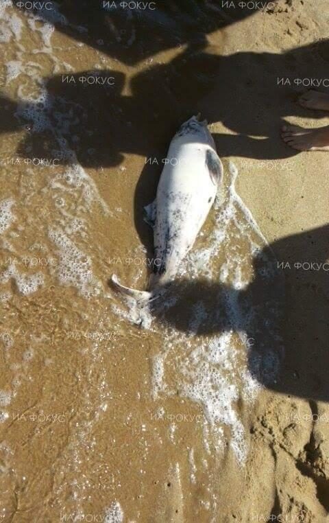 Within a month, 15 reports of dead dolphins on Bulgaria’s Varna beaches