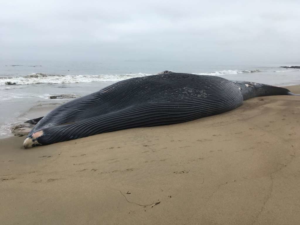 The blue whale carcass was first spotted on Saturday, June 16, 2018 near the Farallon Islands, before it washed ashore Monday afternoon in Point Reyes National Seashore.