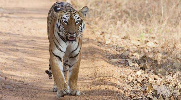 The frequent incidents of tiger attacks in Sindewahi had caused concern at the highest level with Forest Minister Sudhir Mungantiwar directing the officials to provide relief to the people as early as possible.
