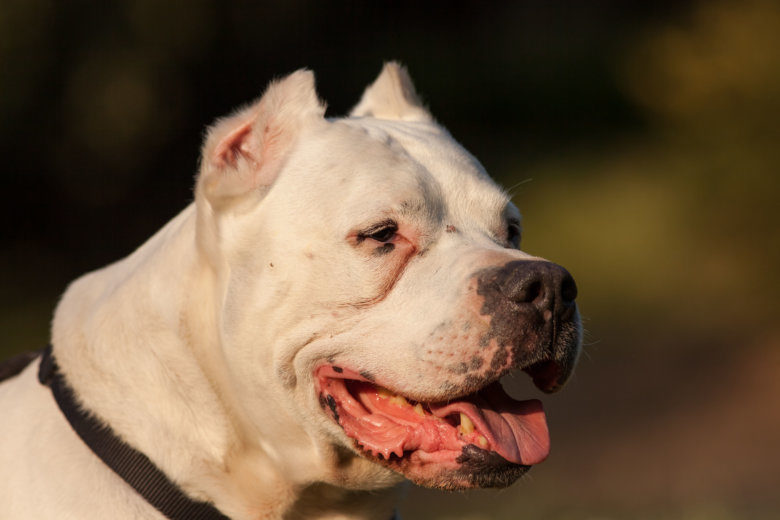 The dog that attacked a woman in Calvert County, Maryland, was said to be a Dogo Argentino. Dogs of this breed (shown above in a stock image) can weigh around 100 pounds.