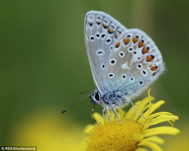 Butterfly numbers in the UK are in decline