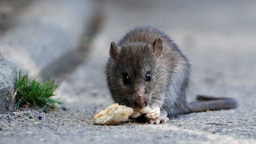 Click to enlarge rat eating bread