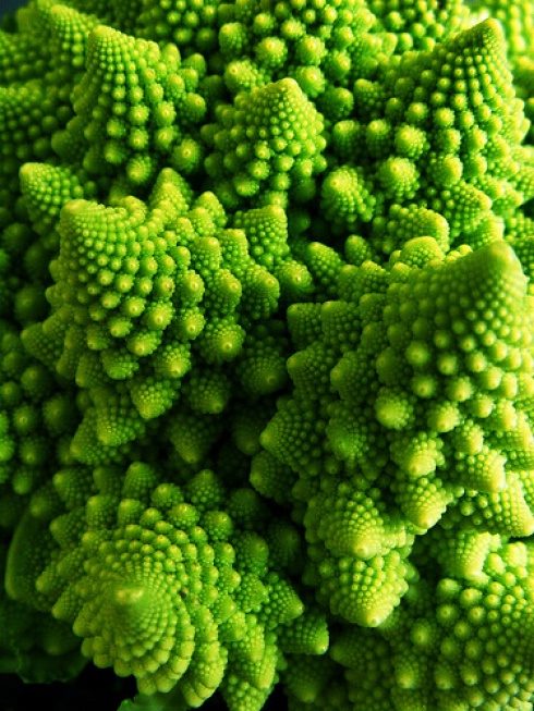 Fractal broccoli