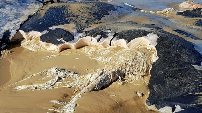 dead whale has washed up on the beach at Dilli Village