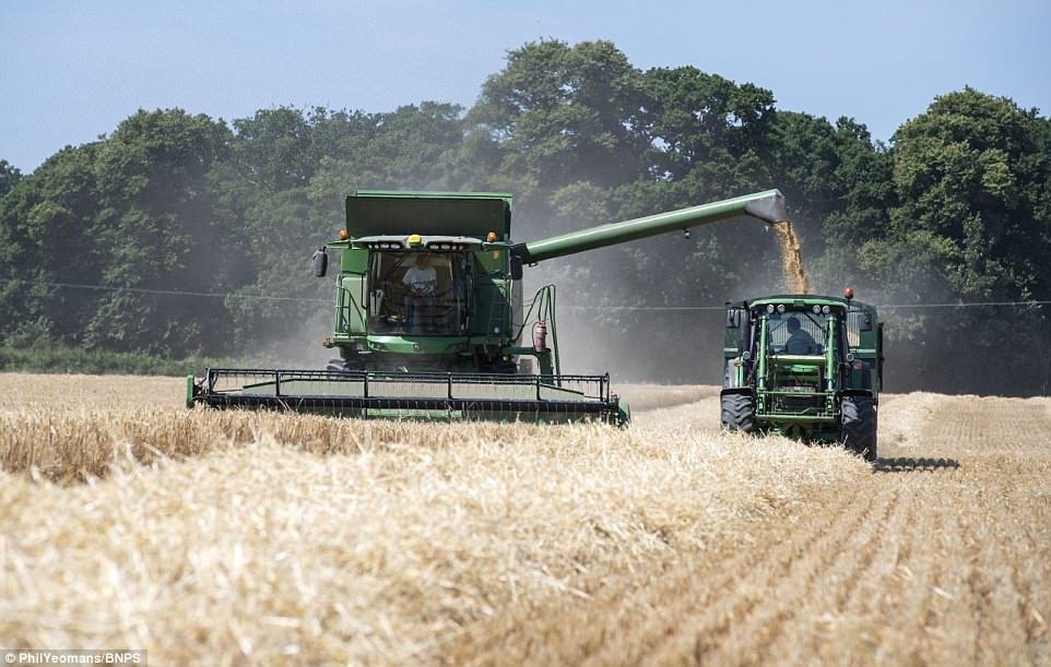 A harvester at the farm in Ringwood which began harvesting its arable land as early as June 28