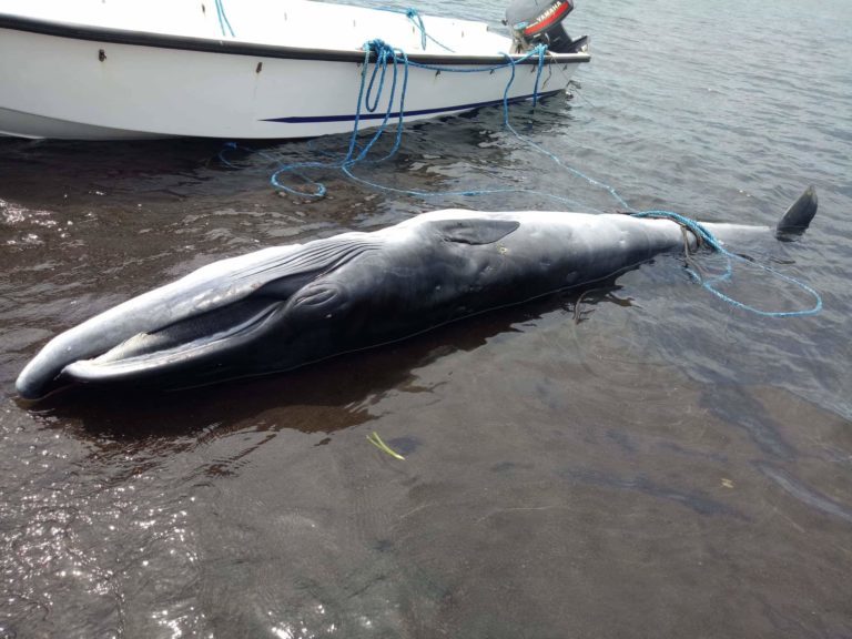A Bryde’s whale calf found dead in the waters off Barangay Namanday, Bacacay, Albay.
