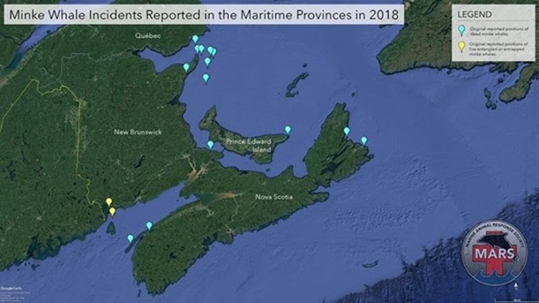 The 14 minke whale deaths reported in the Maritime provinces so far this year are indicated in blue, while the live whale entrapments or entanglements are indicated in yellow.