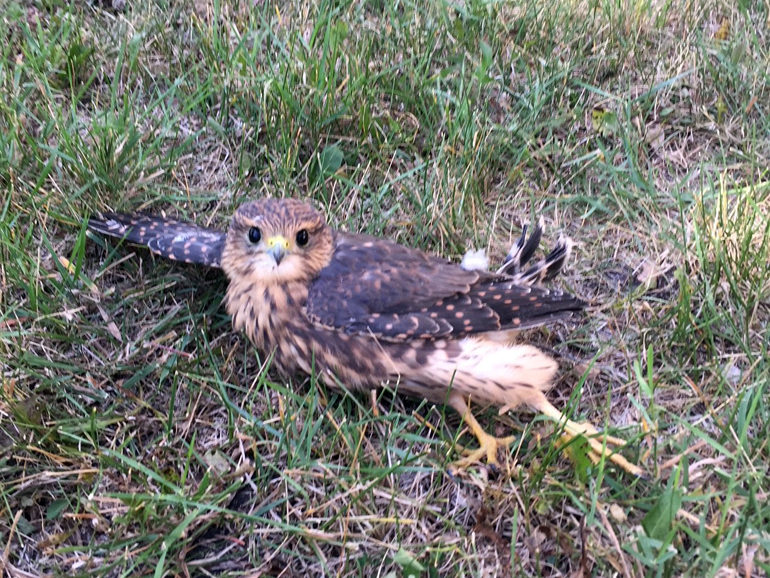 A sick Merlin brought to the Centre this week.