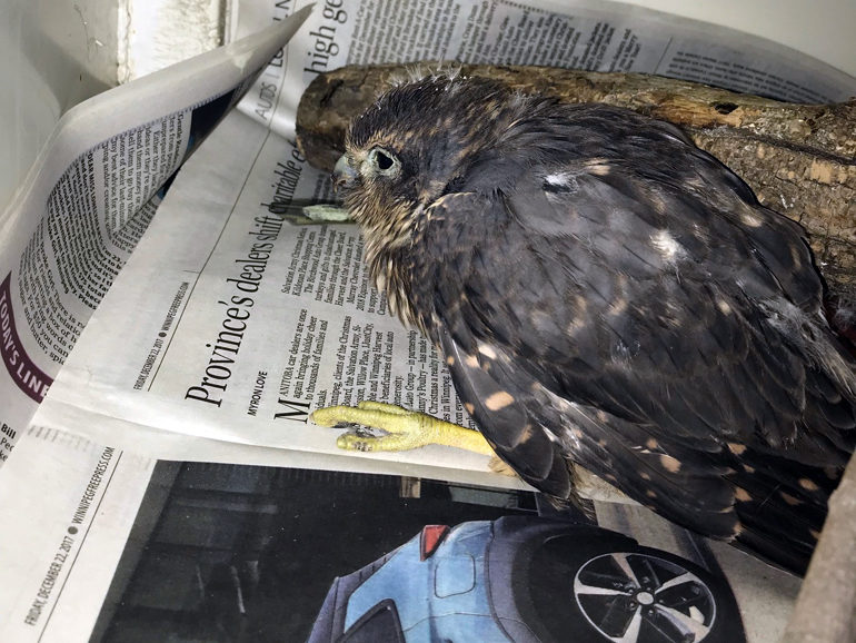 A sick Merlin brought to the Centre this week.