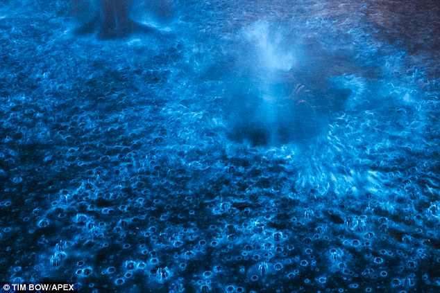 Click to enlarge Supernatural: The plankton emit a blue glow that creates eerie designs in the water