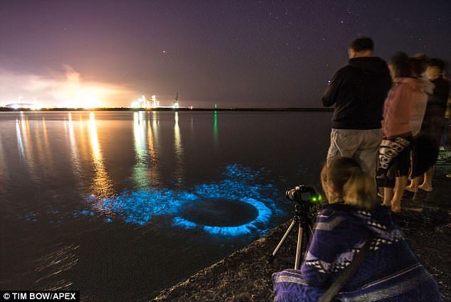Click to enlarge The sea off Port Talbot, Wales, glows blue with the light of bioluminescent fireflies