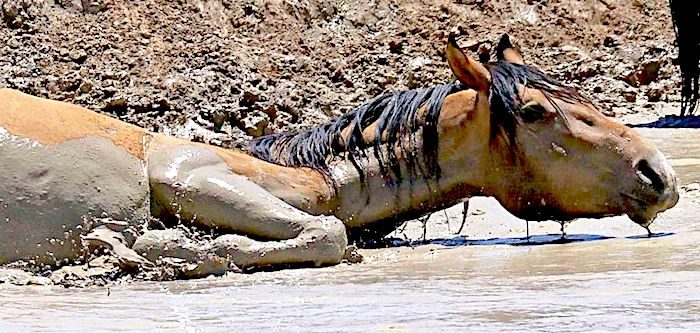 Horse mud water