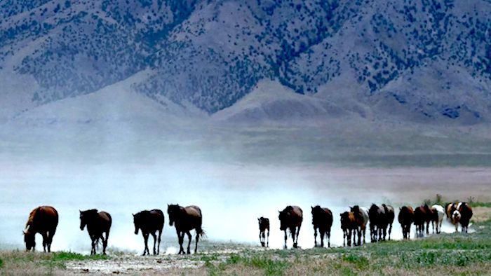 line of wild horses drought