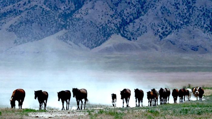 Click to enlarge line of wild horses drought