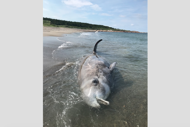 This rare to Newfoundland waters Cuvier’s beaked whale was discovered in Lumsden on July 24.