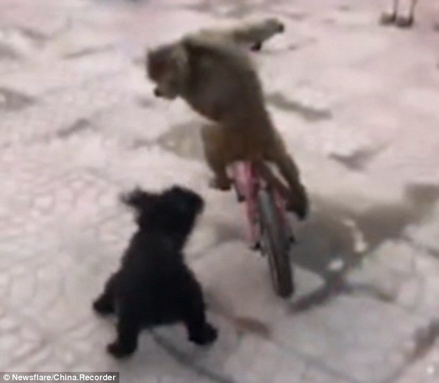 The dog yapped and barked but could not force the monkey to get off the bike