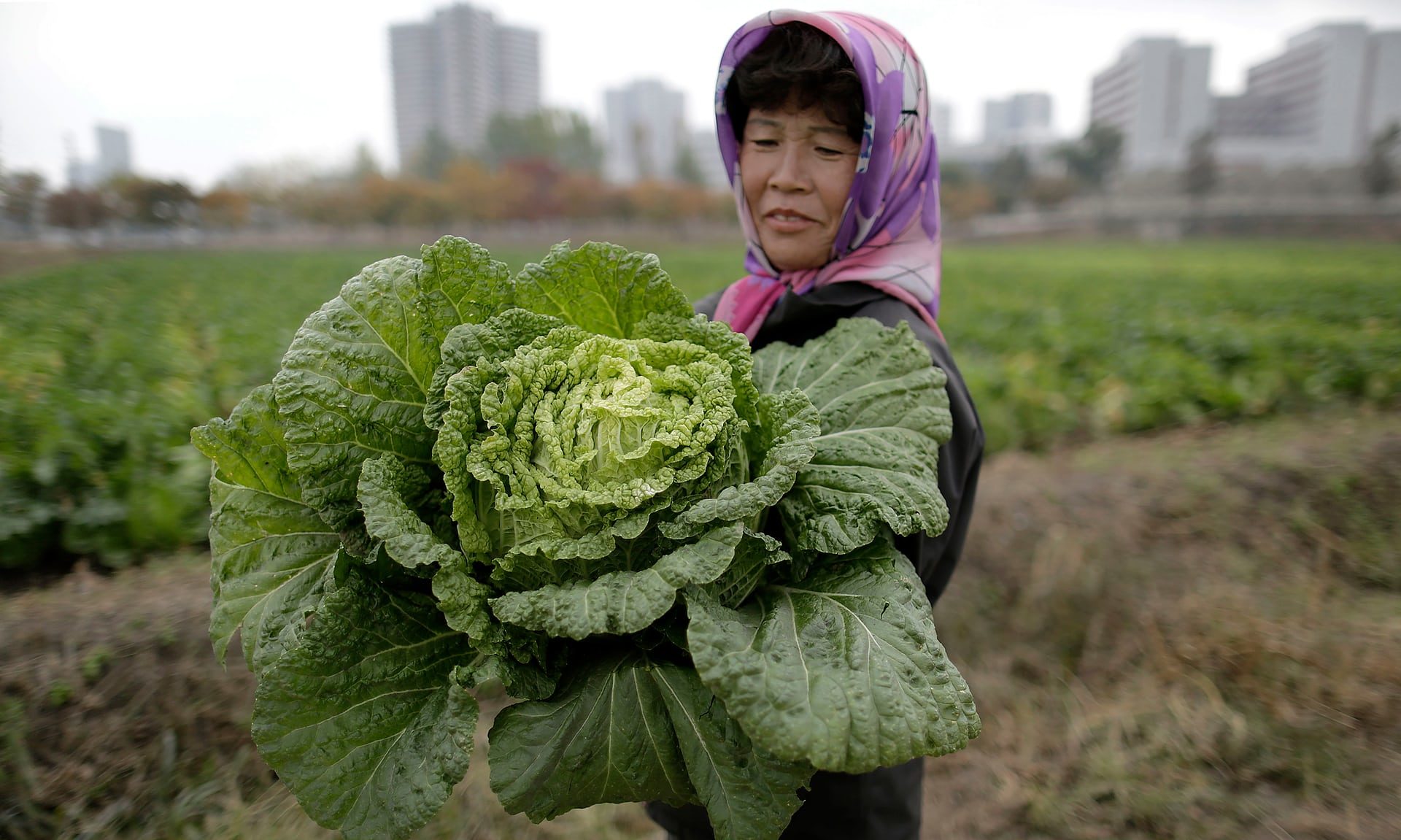 korea cabbage