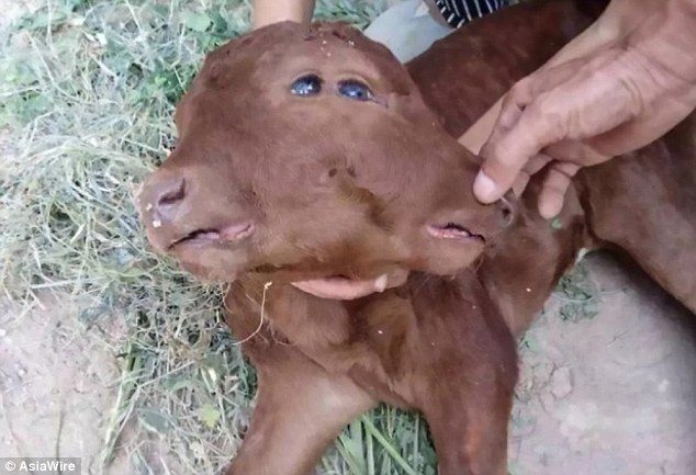 A calf has shocked locals after being born with two heads on a farm in Shaanxi province
