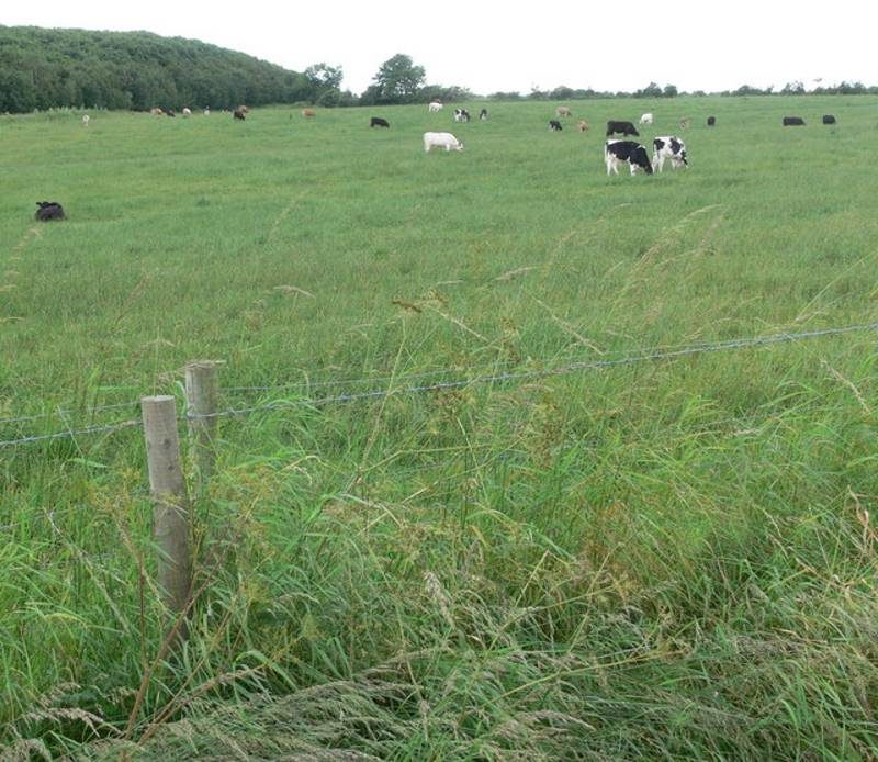 cows pasture britain