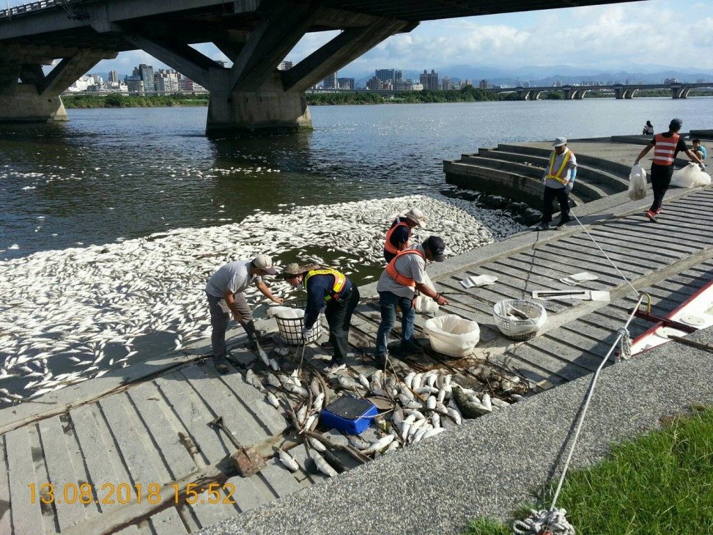 dead fish in the Tamsui River