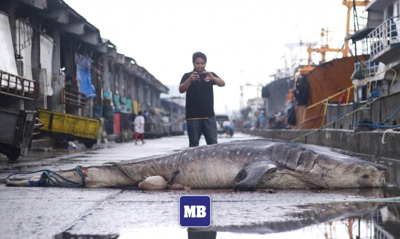 A man takes photo of the carcass of a Whale Shark or locally known as Butanding at Navotas fish port on Friday.