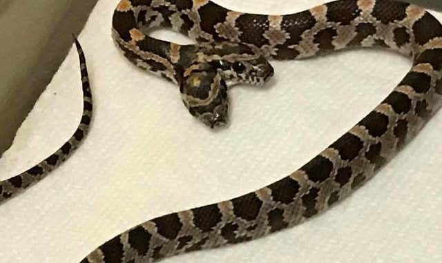 Gemini, the two-headed snake, is already four weeks old and will, hopefully, be on display at The Pet Zone in Pittston should it live past six months.