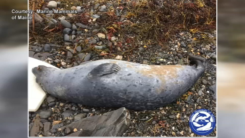 Scientists say it could take at least a week to get answers about what's causing dead seals to wash up on Southern Maine beaches.