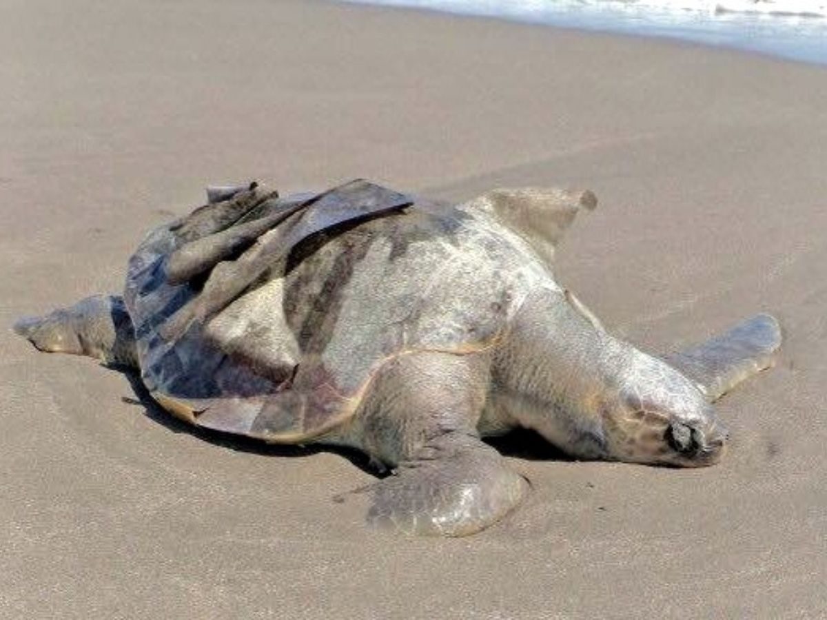 dead turtle