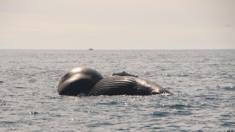 Peajack, a female humpback whale, was found dead off the coast of Brier Island, N.S., on Friday. The Marine Animal Response society said the ballooning in is the tongue of the animal, which becomes swollen in the decomposition process.
