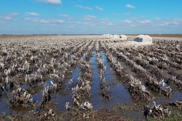 Cotton damage crop