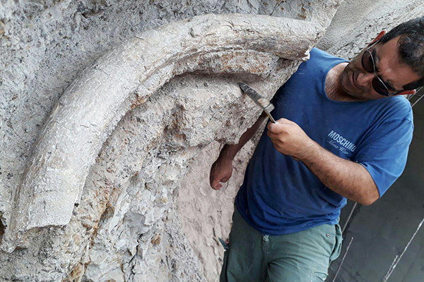 elephant tusk fossil Iran