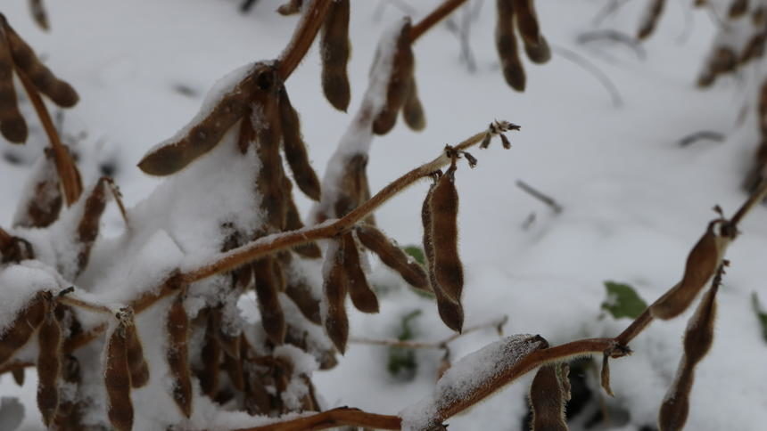 Snow covers soybean plants in Stutsman County,