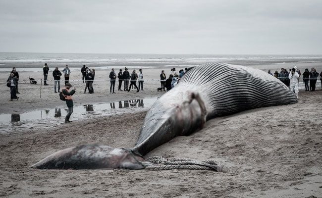 Carcass of the fin whale.