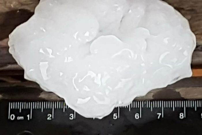 Hailstones that fell over the mid-north coast