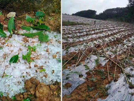 Crops damaged by hailstones