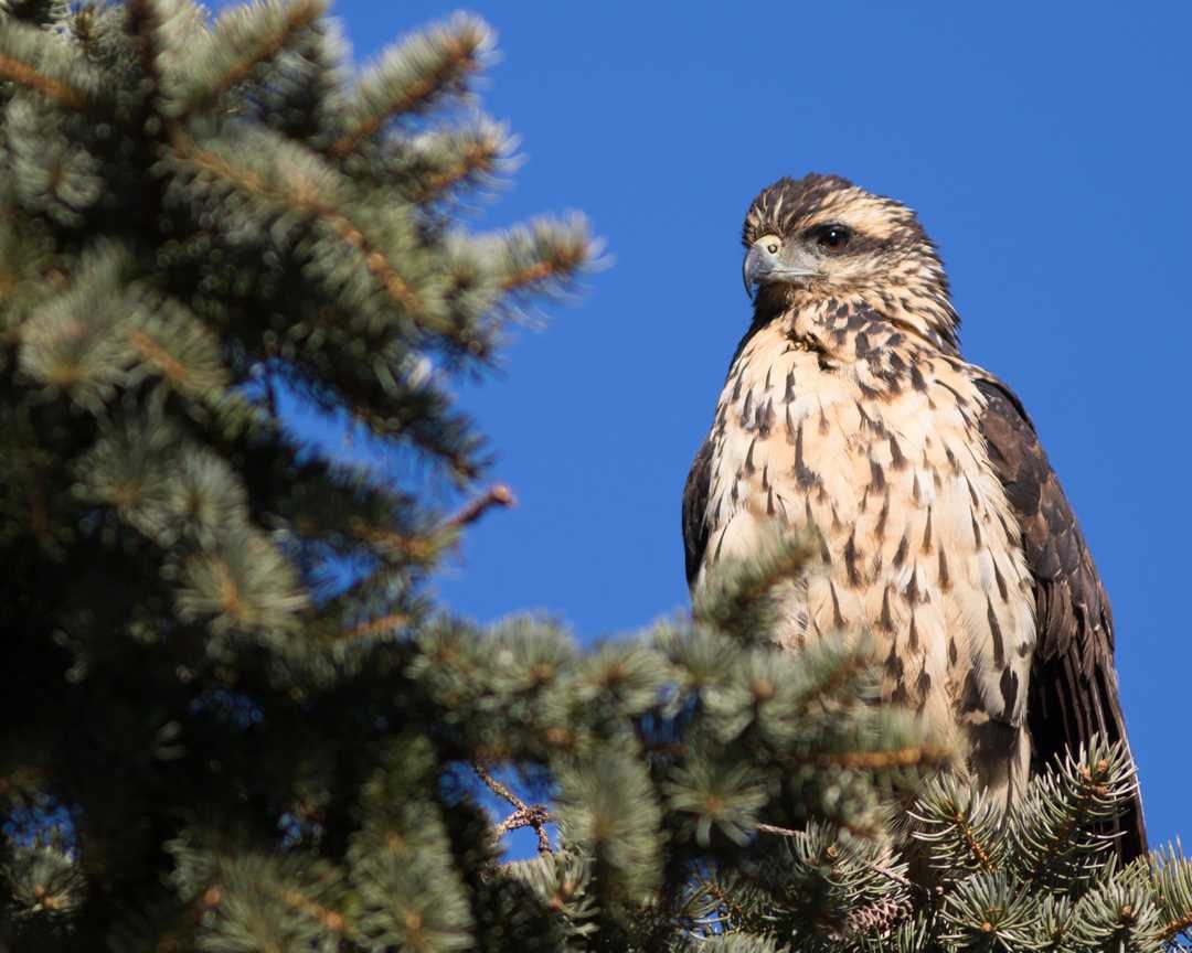 A great black hawk, native to Central and South America, in a tree in Maine