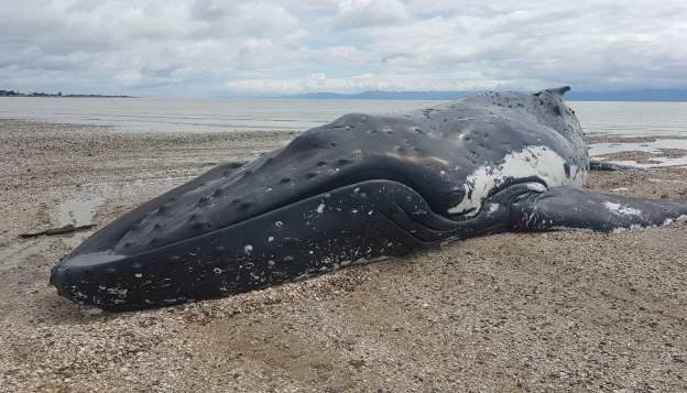 12 metre humpback whale strands