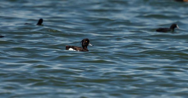 Australia's first Tufted Duck