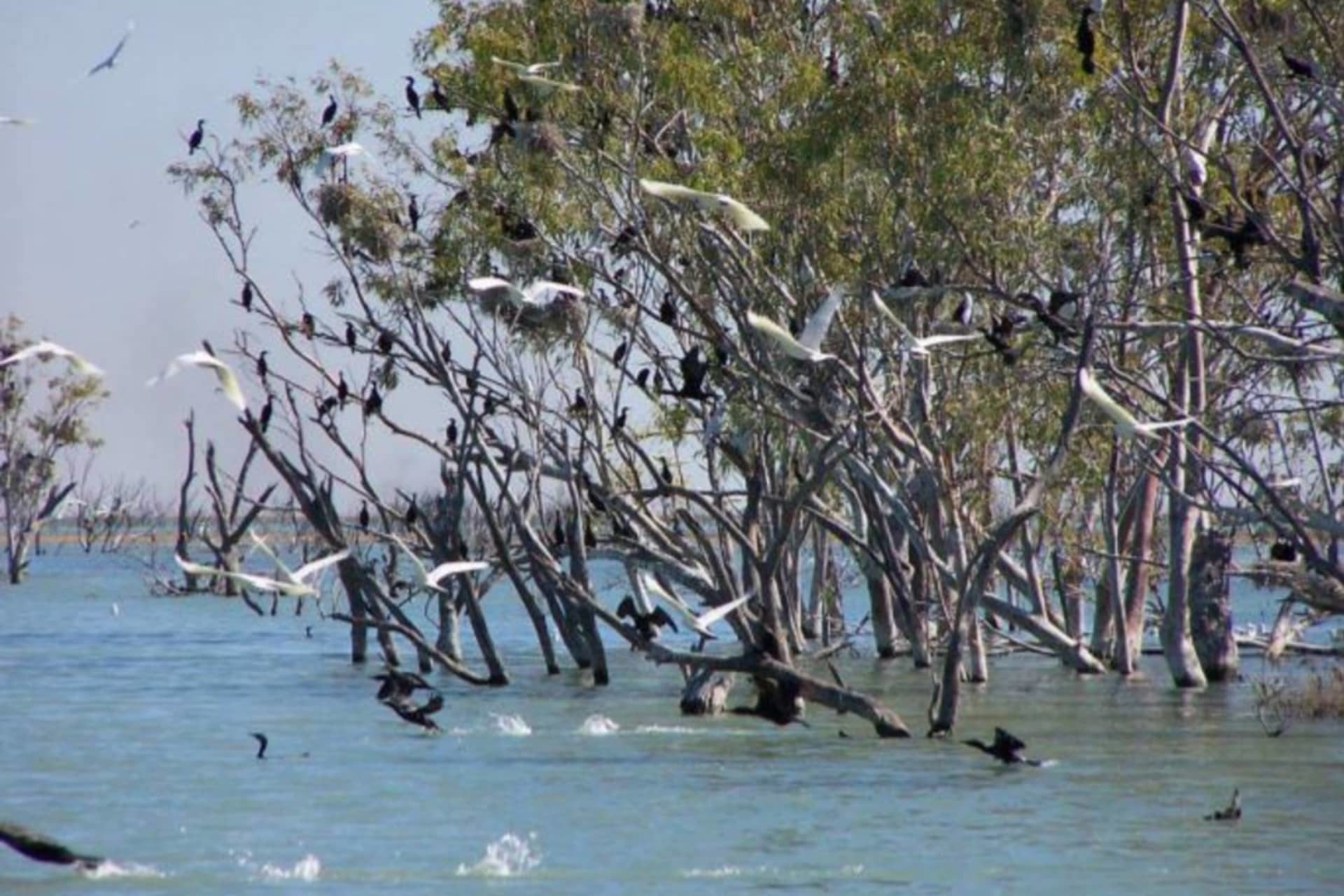 Birds roosting at Lake Gregory after a wet