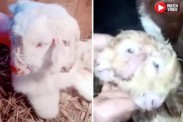 A goat born with two heads and four eyes has