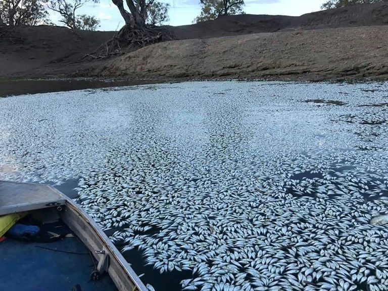 Darling River Mass Death