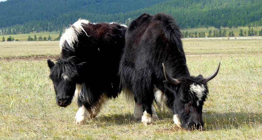 yaks mongolia