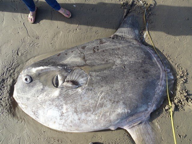 The animal, identified as a hoodwinker sunfish,
