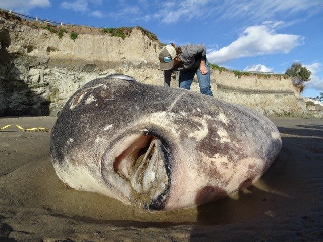Click to enlarge dead fish