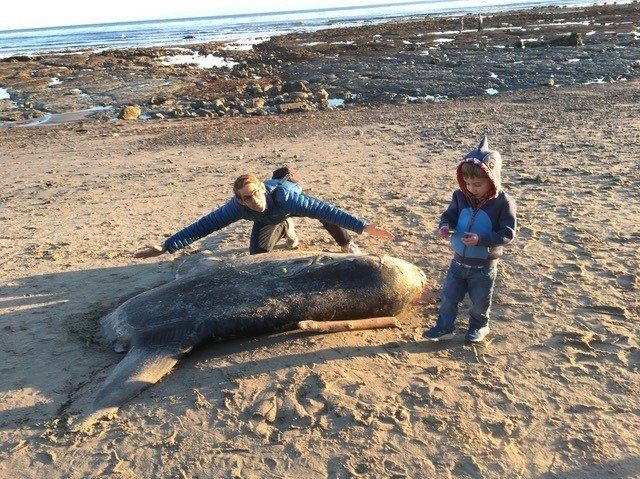 Click to enlarge Thomas Turner, shown here with his young son, says the animal measures some seven feet long.