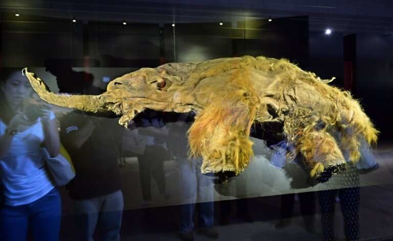 frozen carcass mammoth