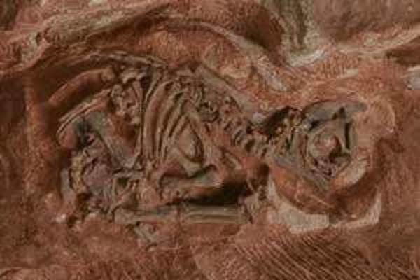 Fossilized inosaur embryo