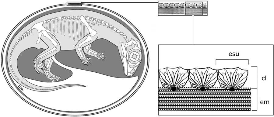 fossilized dinosaur embryo