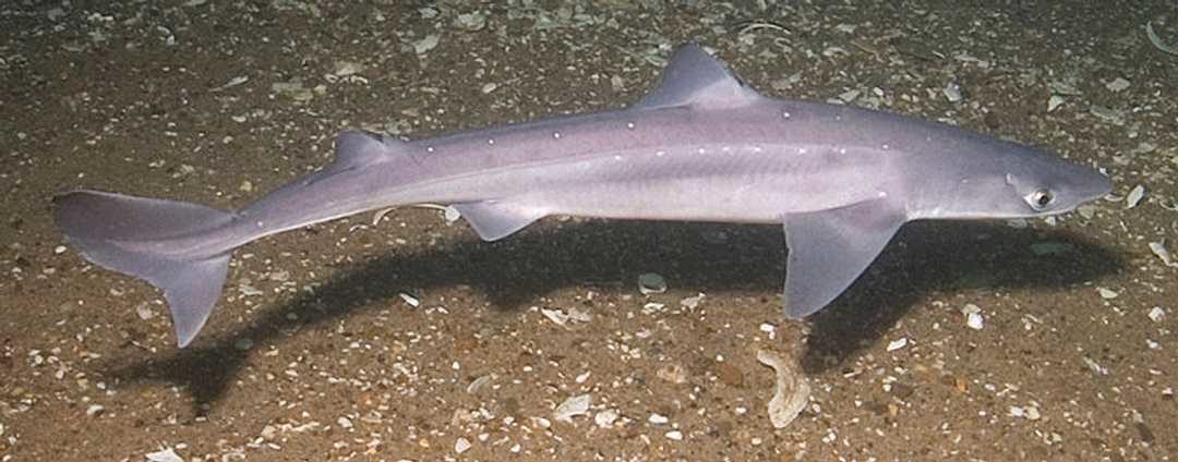 A spiny dogfish.