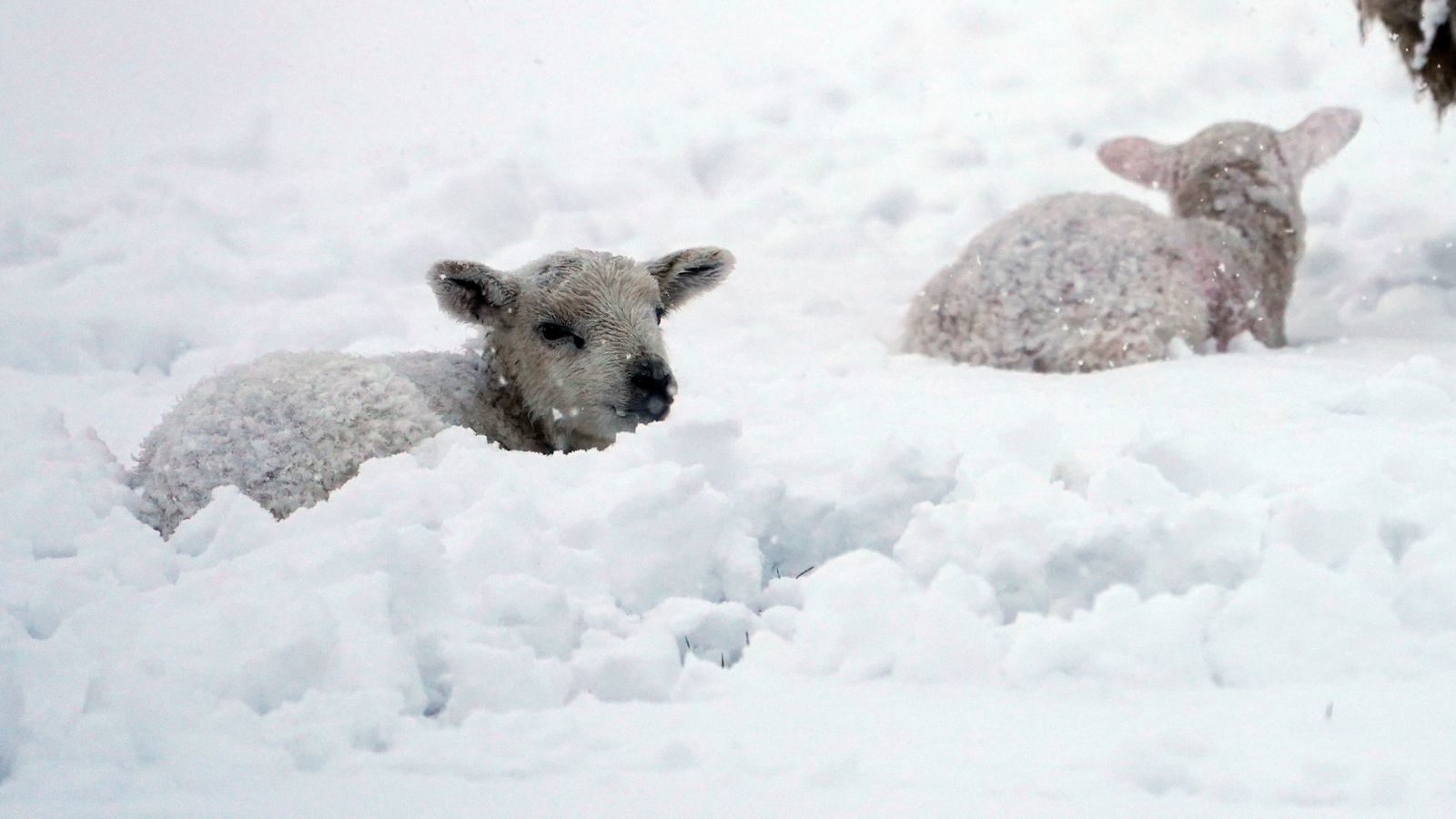 Farmers are concerned for the well-being of their newborn lambs during the cold snap